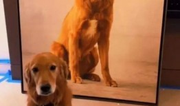 狗子的最新爆料图片,最新图片揭秘娱乐圈幕后风云